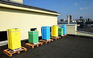 Pszczoły zamieszkały na dachu urzędu. Przygotowano dla nich sześć nowych uli